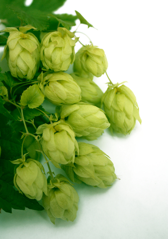 hops co2 extract essential oils