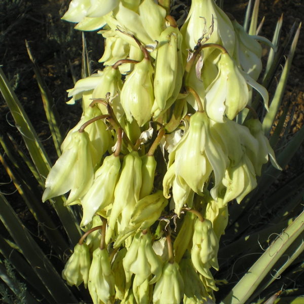 yucca flower essence